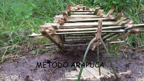 More information about "Método Arapuca"